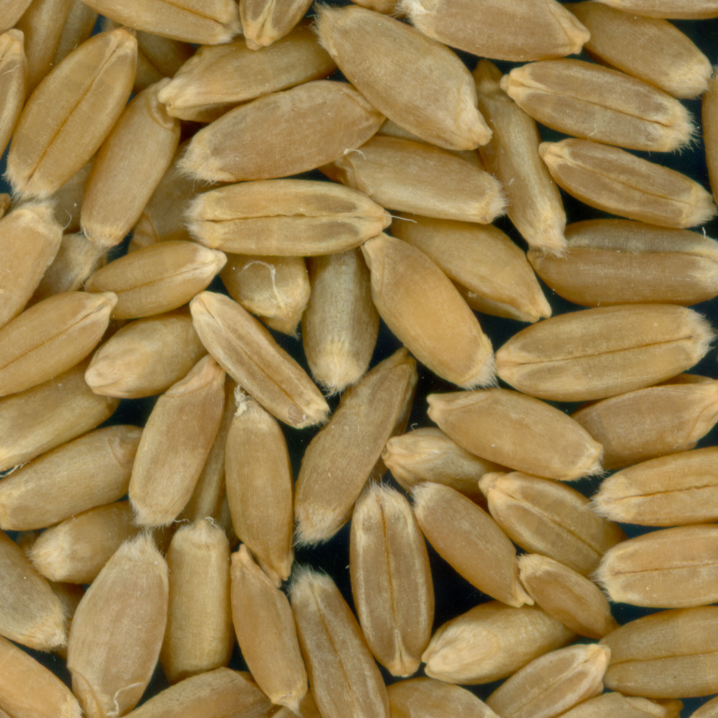 Click for 1 image(s) for this accession. KERNELS
